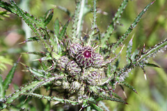 Thistle flower