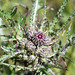 Thistle flower