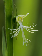 Platanthera lacera (Ragged Fringed orchid)