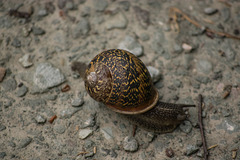 Speedy snail