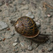Speedy snail