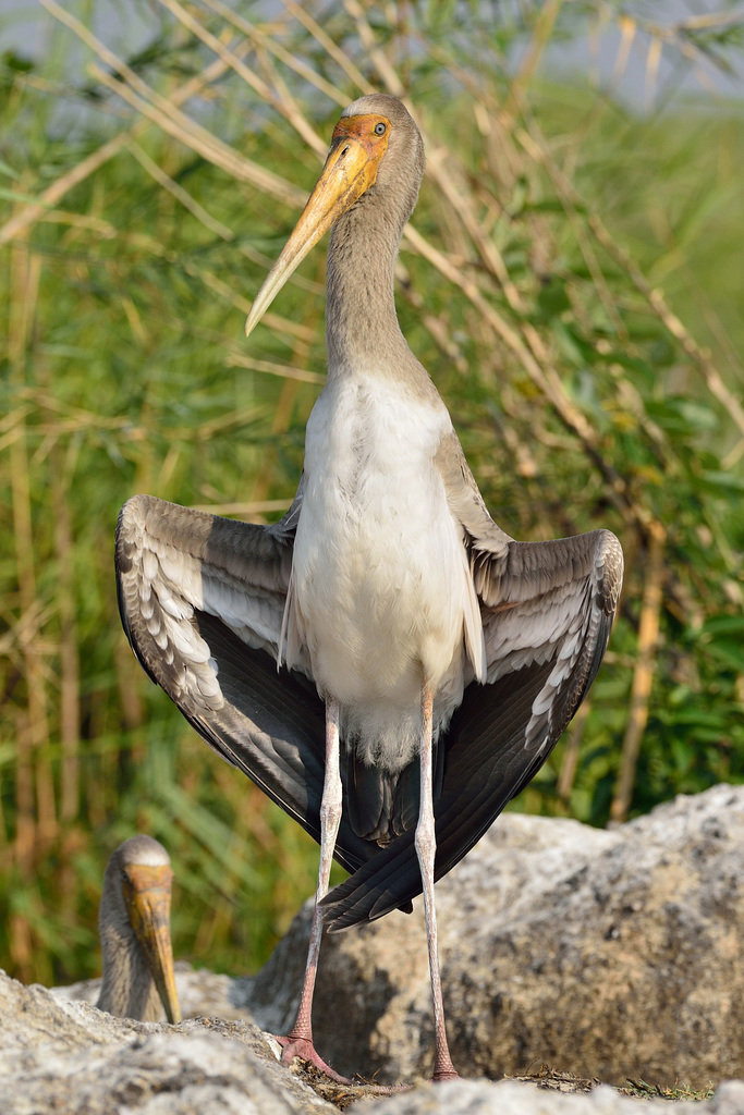 Juvenile tantale ibis