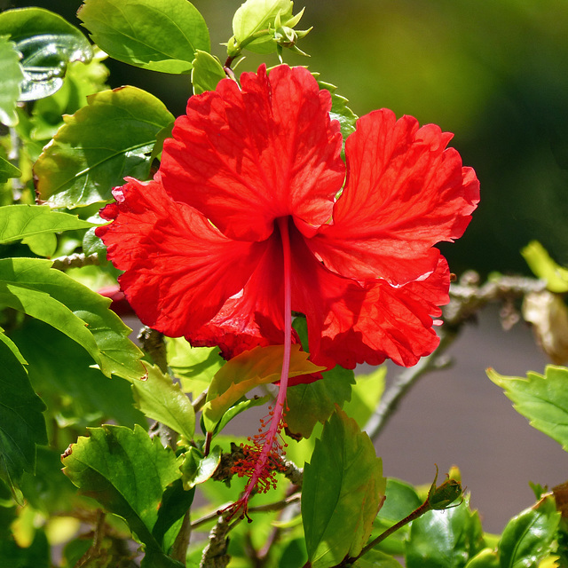 Red Hibiscus, Blue Waters Inn, Tobago