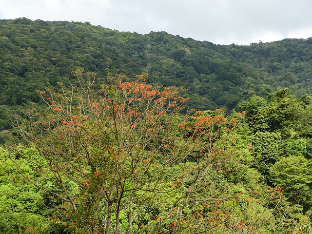 Rain forest on way to Manzanilla Beach