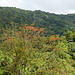 Rain forest on way to Manzanilla Beach