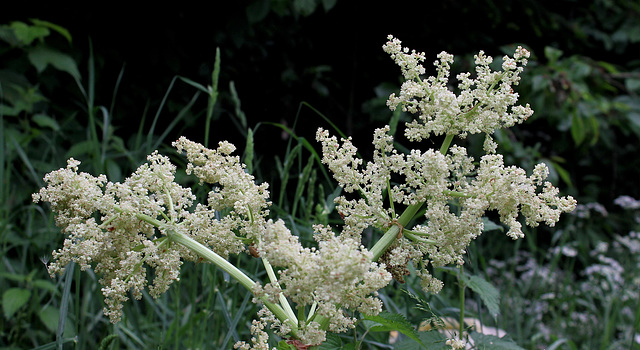 Rhubarbe (1)
