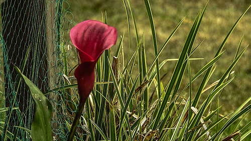 20180706 4176CPw [D~LIP] Gefleckte Calla (Zantedeschia albomaculata), Bad Salzuflen