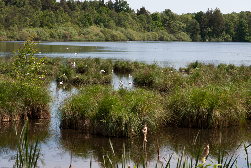 Rußlohweiher