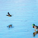 Mallards, one flew and one walked across ice today