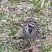 Song Sparrow