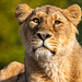 Lioness portrait