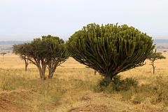 Candelabra trees