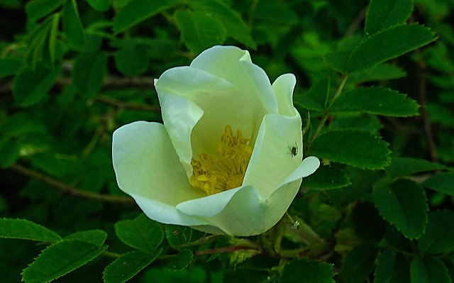 20200517 7489CPw [D~LIP] Bibernell-Rose (Rosa spinosissima), Blattlaus, UWZ, Bad Salzuflen