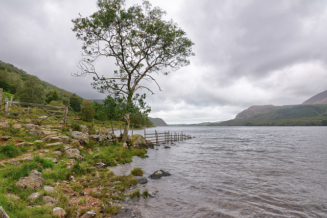 Tree on Ennerdale