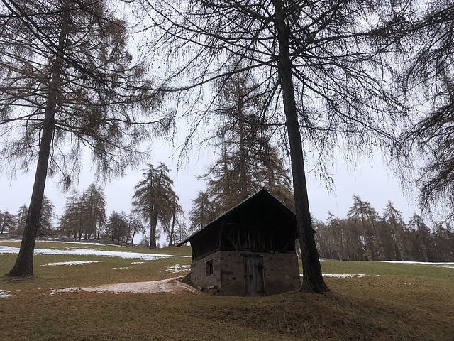 Mountain meadows and larches.