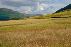 Summer grasses