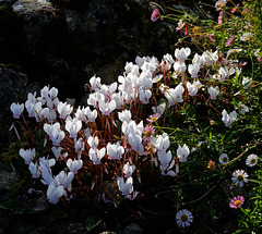 White cyclamen