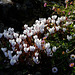 White cyclamen