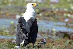 Botswana, The African Fish Eagle in the Wetlands of Chobe National Park