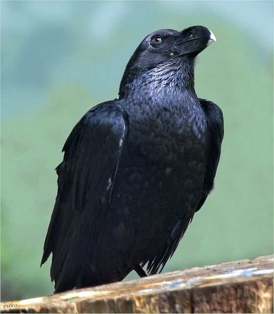 Portrait white necked raven