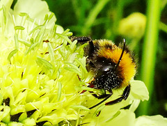 Bee 2