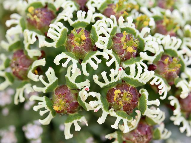 Euphorbia caput-medusae (Medusa's Head)