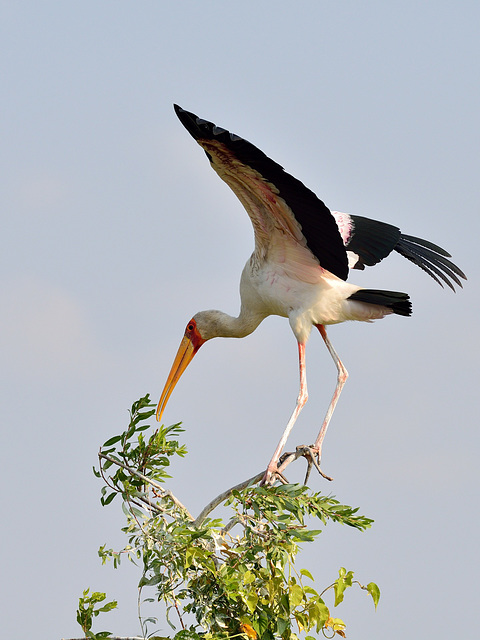 Tantale ibis