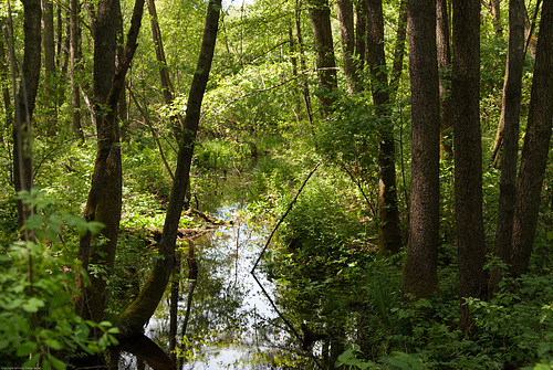Rußlohweiher