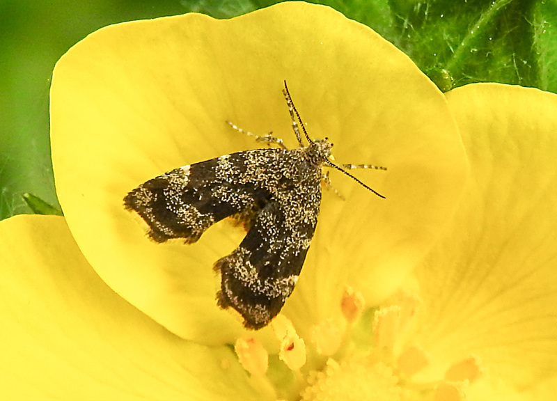 20210609 0616CPw [D~LIP]  Brennnessel-Spreizflügelfalter (Anthophila fabriciana), UWZ, Bad Salzuflen