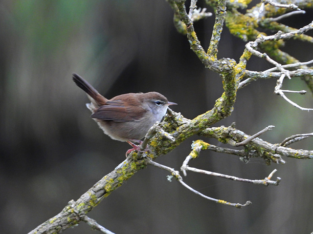 Bouscarle de Cetti