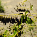 20220704 1342CPw [D~LIP] Färberwaid (Isatis tinctoria) [Pastel] [Deutsche Indigo], UWZ, Bad Salzuflen