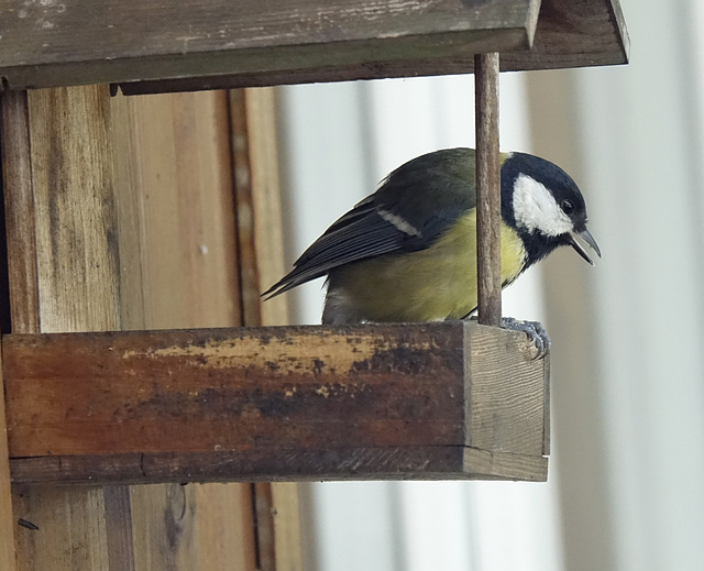 Petite mésange