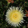 Hottentot Fig