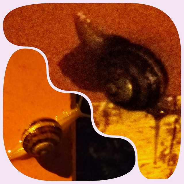 For the snail the night slowly goes For the snail the night slowly goes