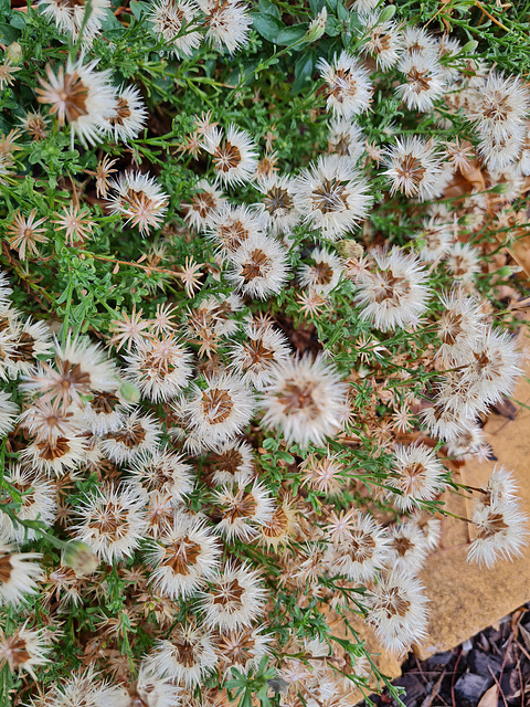 Vittadinia species Australia.