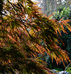 Japanese maple