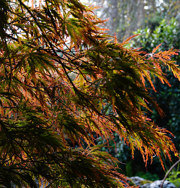 Japanese maple