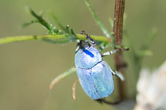 Scarab Beetle - DSA 0552