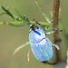 Scarab Beetle - DSA 0552