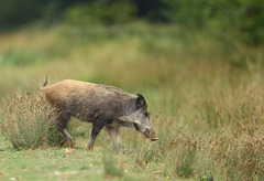 Sanglier d'Armainvilliers