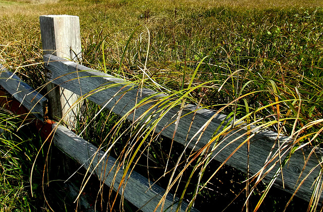 Coast grass