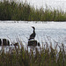 Cormorant on Bluff Lake
