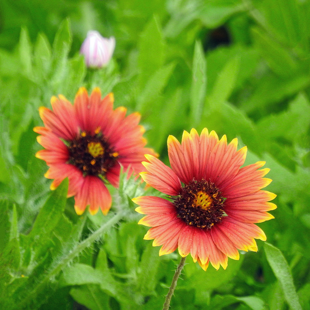 Day 2, Blanket flower, South Texas