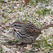 Song Sparrow