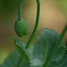 DSCF0194