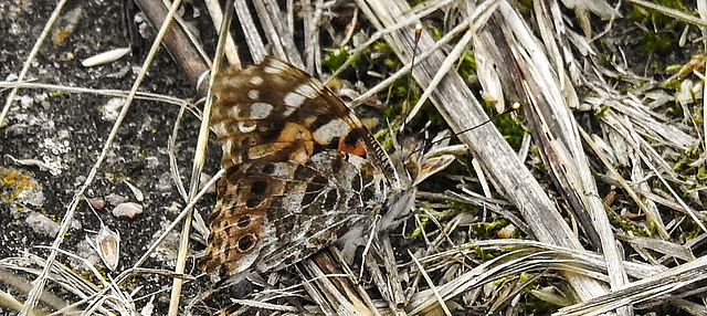 20190906 5865CPw [D~VR] Distelfalter (Cynthia cardui), Groß Mohrdorf