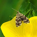 20210609 0617CPw [D~LIP]  Brennnessel-Spreizflügelfalter (Anthophila fabriciana), UWZ, Bad Salzuflen