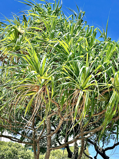Landscaping Detail