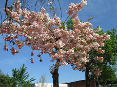 Tree in bloom.