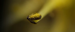Auch in so einen Weidenkätzchen  (Salix caprea) sind schöne Details versteckt :)) Even in a pussy willow (Salix caprea) there are beautiful details hidden :)) Même dans un saule chaton (Salix caprea) il y a de beaux détails cachés :))